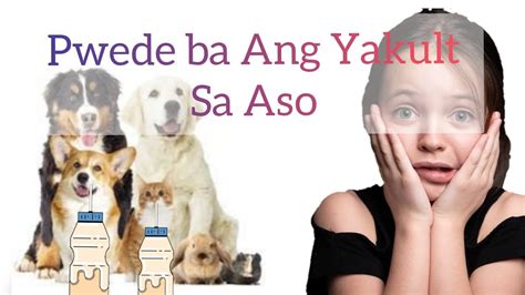 ang yakult ba ay pwede sa nagtatae|Yakult para sa nagtatae na aso .